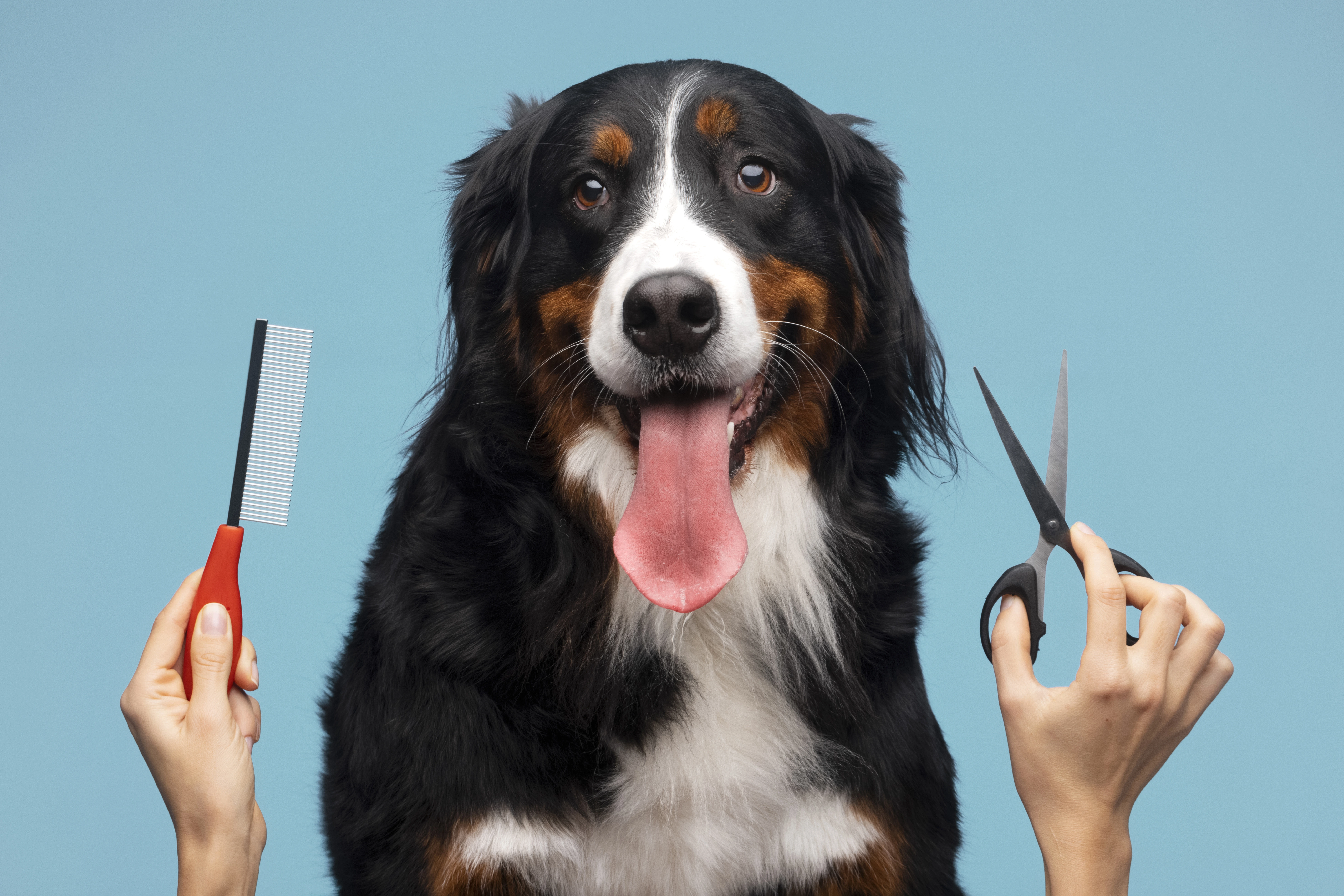 How Long Does Dog Grooming Take? A Quick Guide